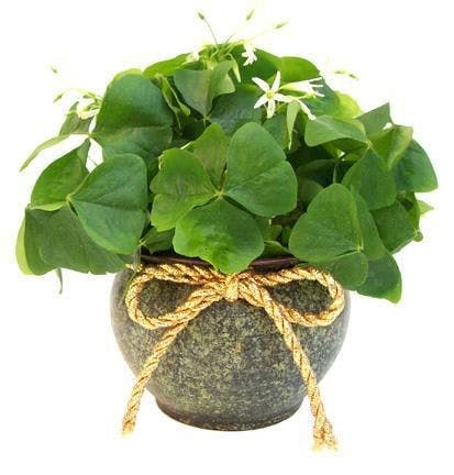 Potted Shamrock A festive holiday choice Boesen The Florist